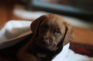 yellow and chocolate lab