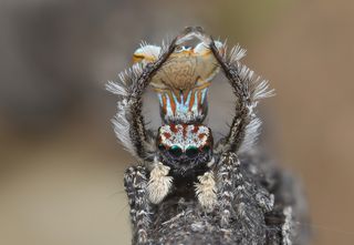 new species of peacock spider, Maratus vespa