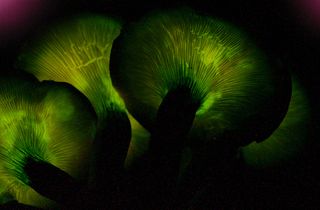 Glow in the dark fungi