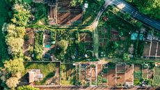 An aerial view of allotments in England