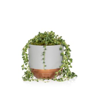string of pearls plant in grey ceramic pot with copper accent detail