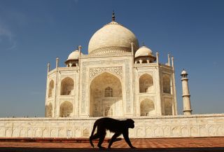 A monkey walks in front of the Taj Mahal on a sunny day