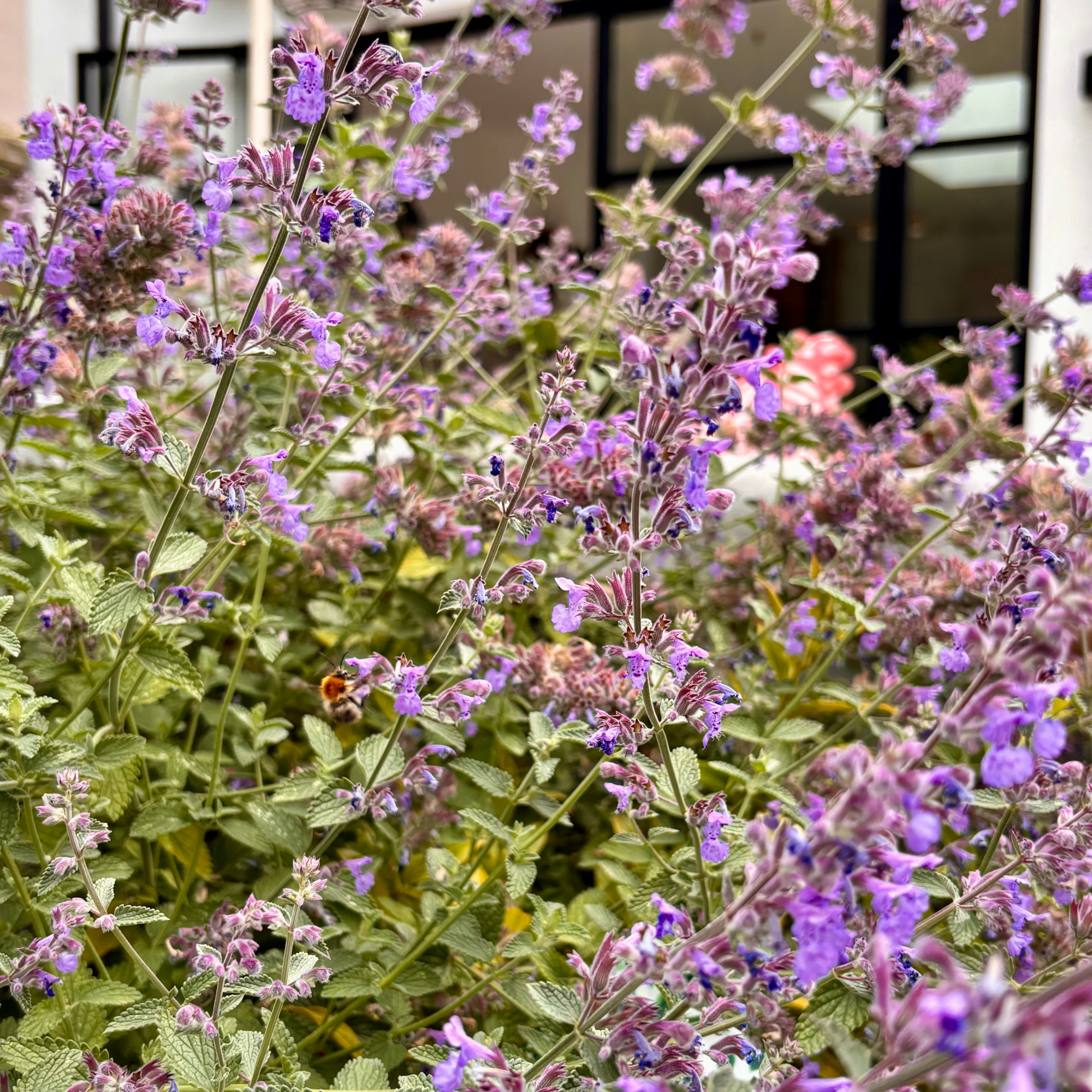 catmint in planter