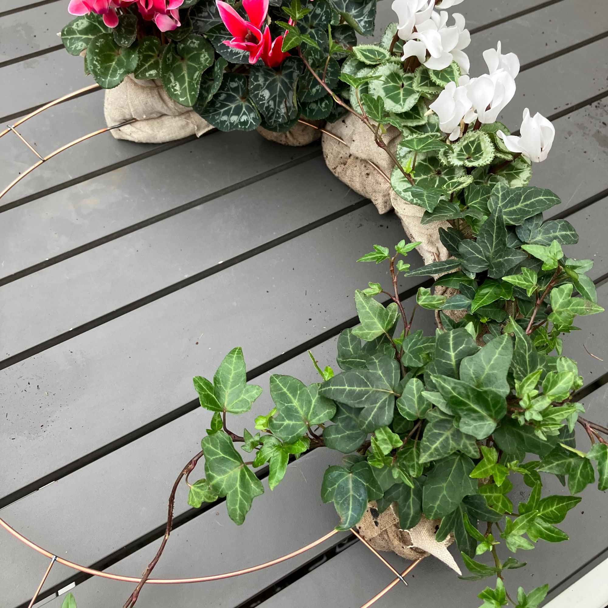Christmas cyclamen and ivy wreath