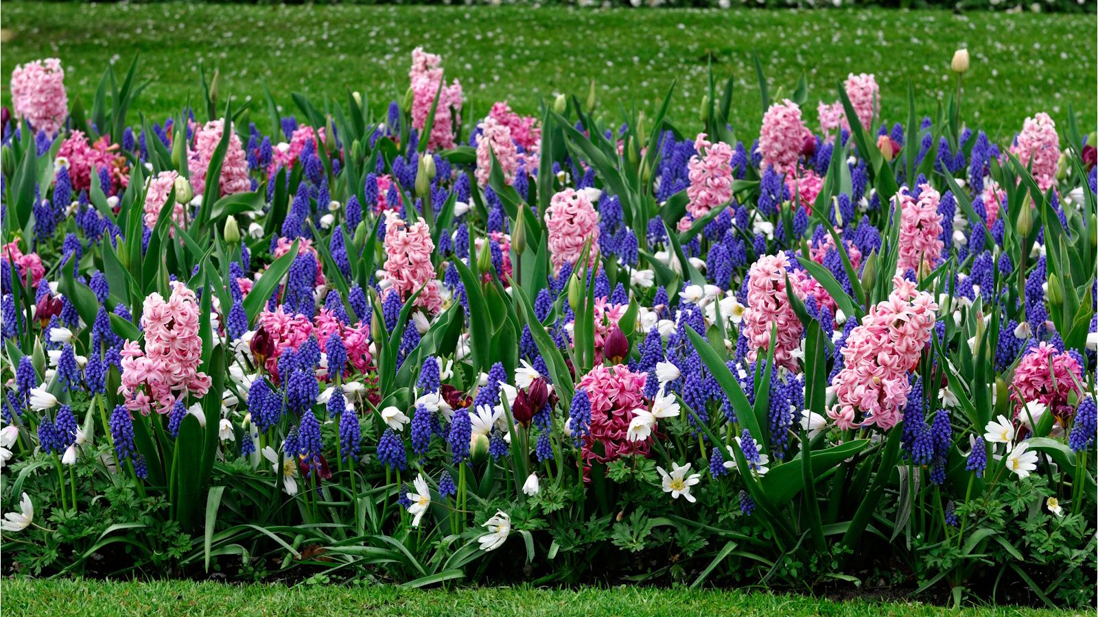 October is bulb planting prime time – gardening experts say to get these 7 bulbs in the ground now for an explosion of spring color
