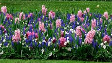 Border of mixed spring bulbs