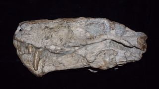 A late Permian Cyonosaurus specimen displayed in the Iziko South African Museum in Cape Town, South Africa.