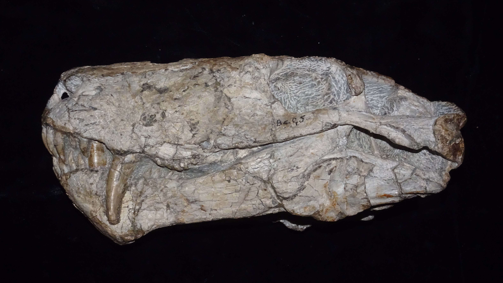 Ein spätpermisches Cyonosaurus-Exemplar, ausgestellt im Iziko South African Museum in Kapstadt, Südafrika.