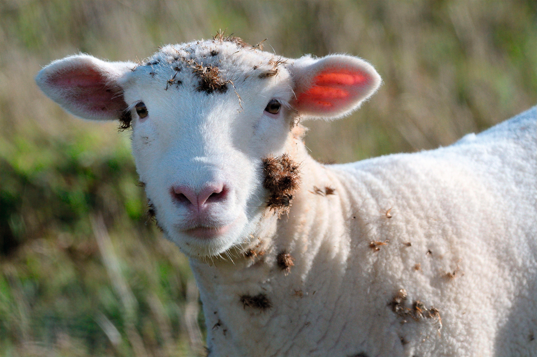 A sheep with burdock burrs stuck to its fleece