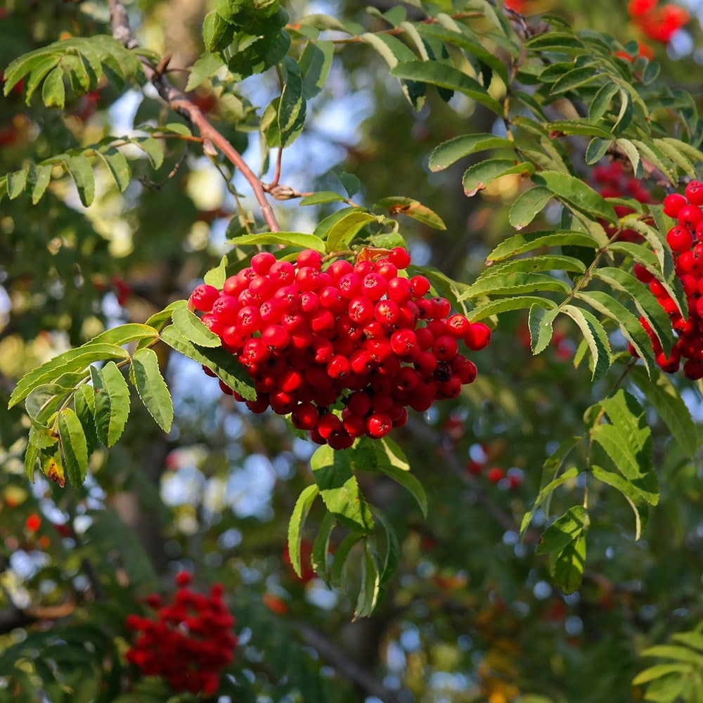 Sorbus Aucuparia Cardinal Royal ('michred')