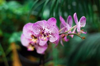 Orchid - top 10 house plants