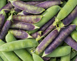 Purple Podded shelled peas and Sugar Lace green peas at harvest