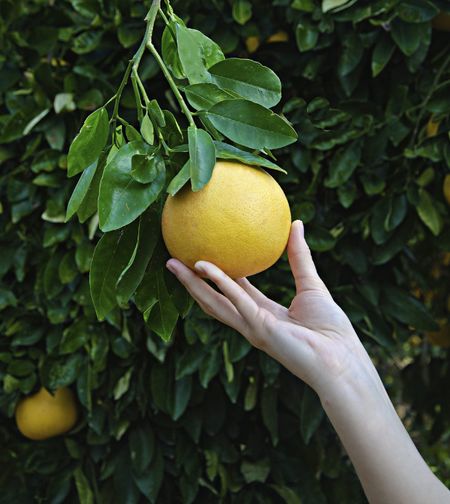 Hand Reaching For Hanging Grapefruit