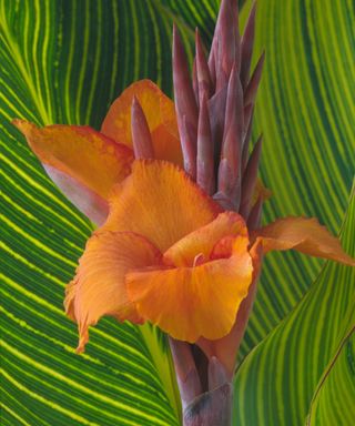 Canna Striata showing orange petals and yellow striped foliage in summer