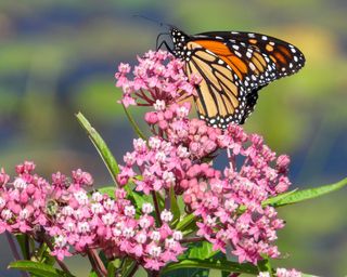 Monarch butterfly feeding on swamp milkweed