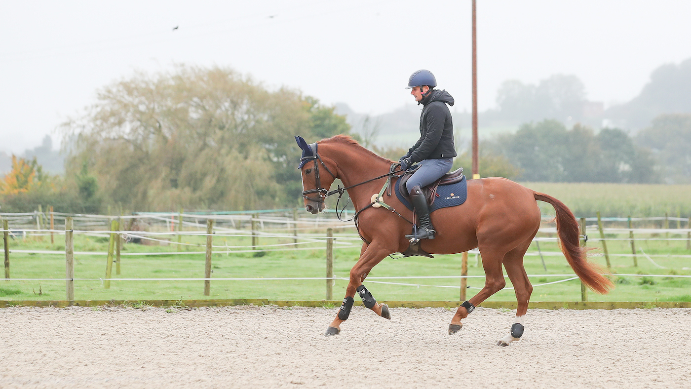Chestnut horse cantering