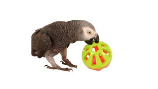 Jingle Ball Parrot Toy for parrots