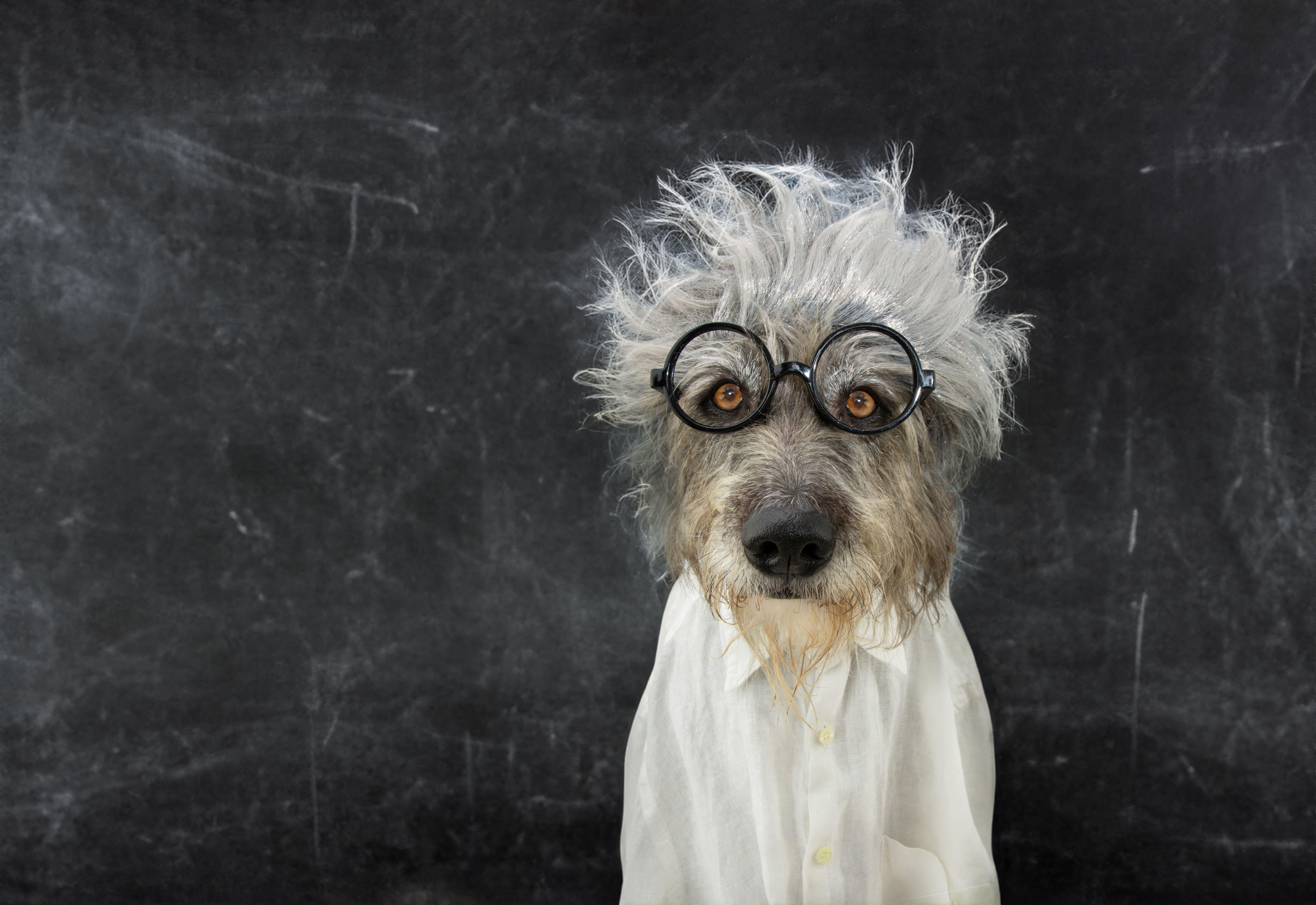 A dog dressed like einstein in front of a blackboard