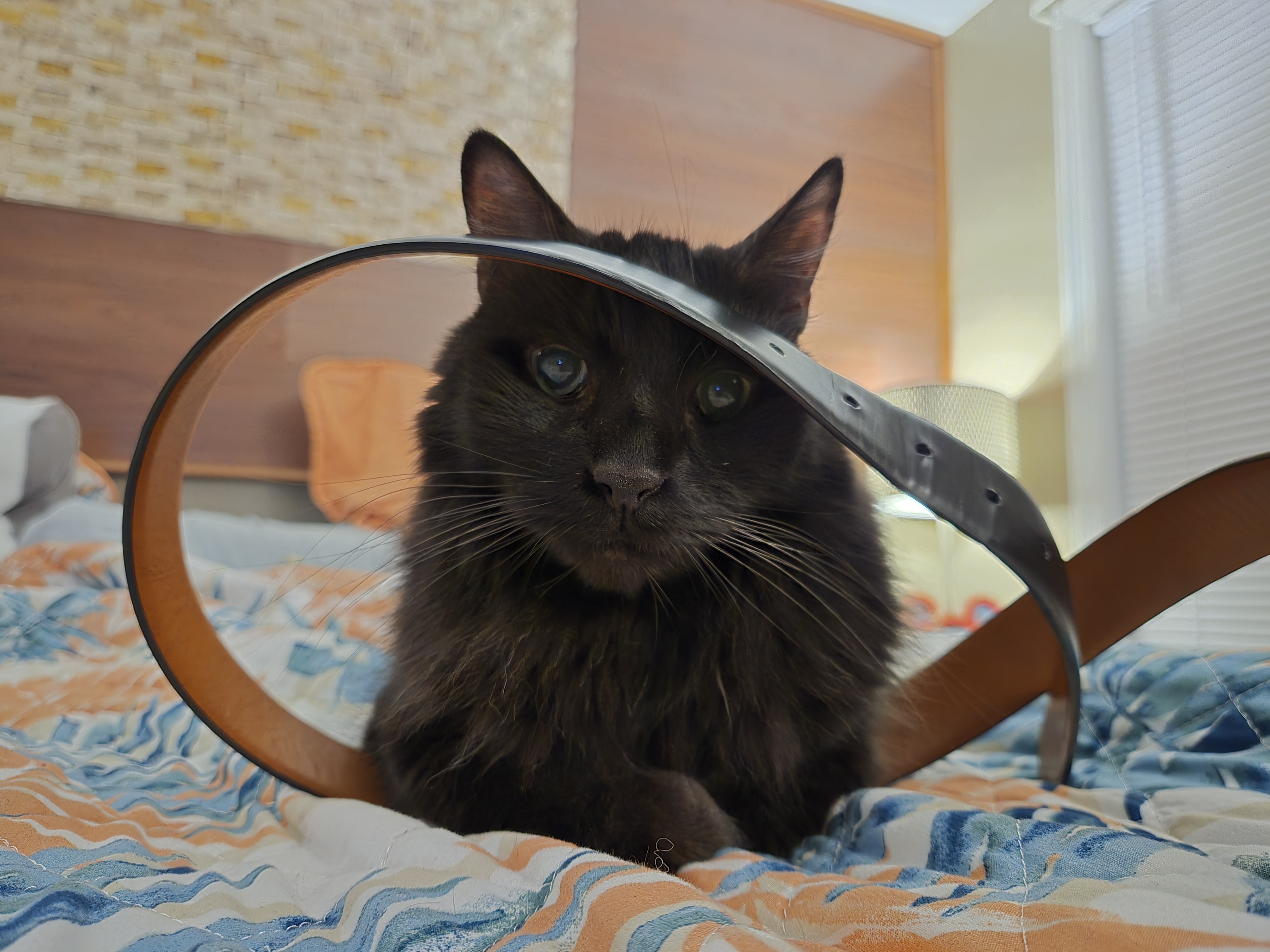 cat on the bed.