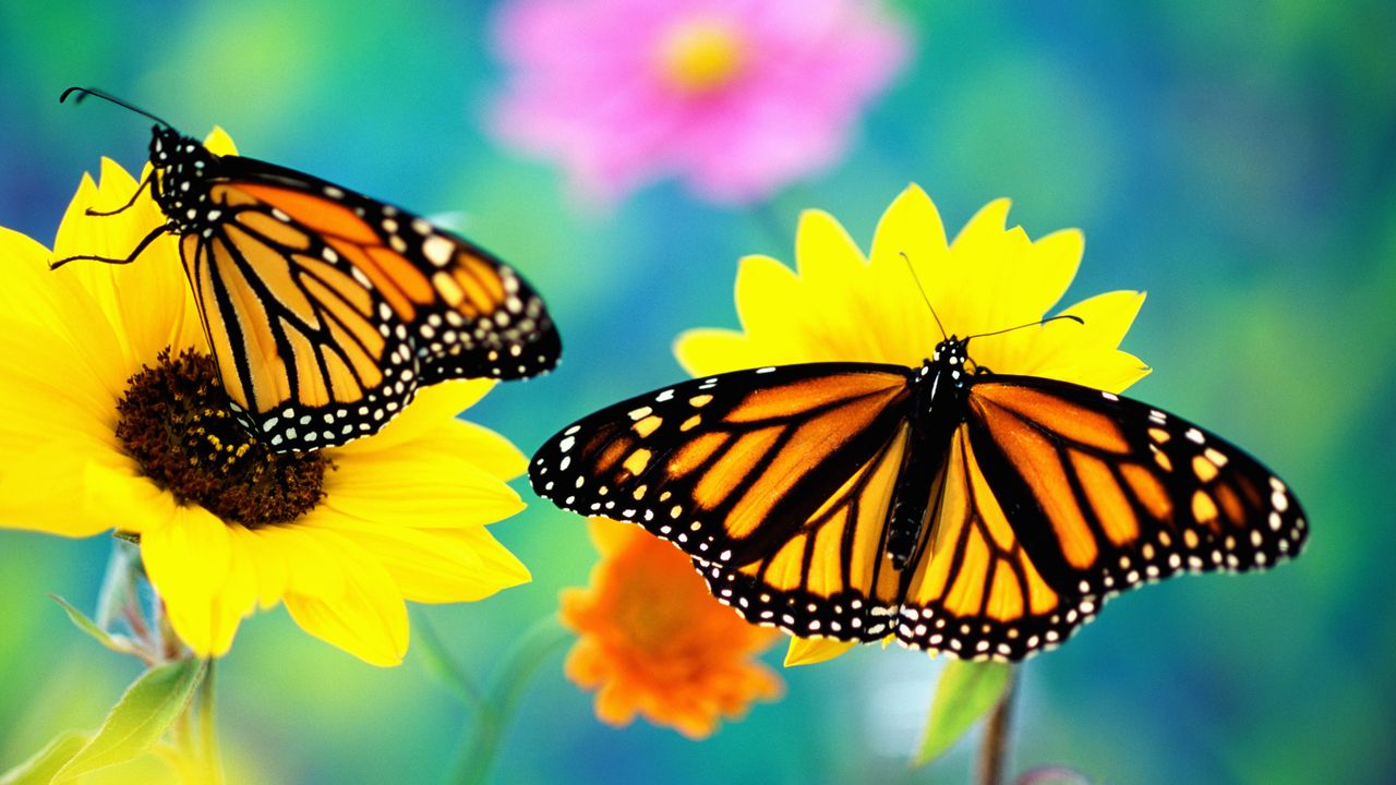 Two monarch butterflies sit atop yellow flowers