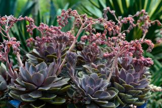 echeveria agavoides taurus,