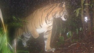 A Sumatran tiger caught on a trail camera in Indonesia 