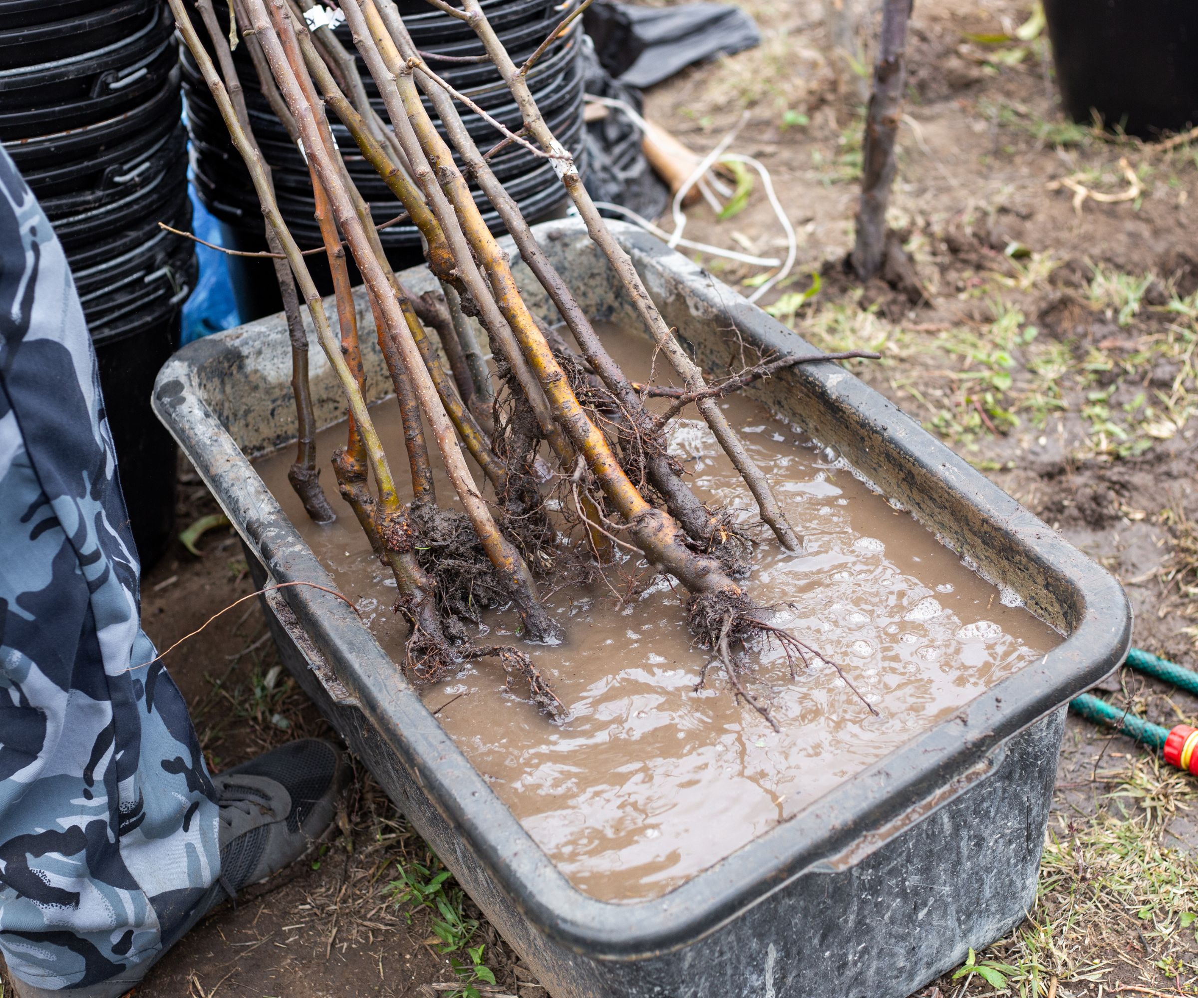 A person soaks the roots of young tree seedlings in a tub of water before planting them in a garden.