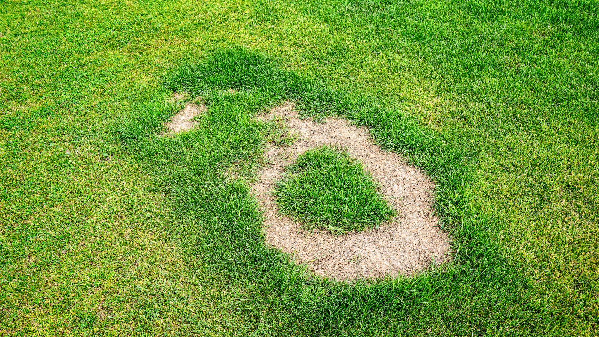 lawn with ring of dead grass 