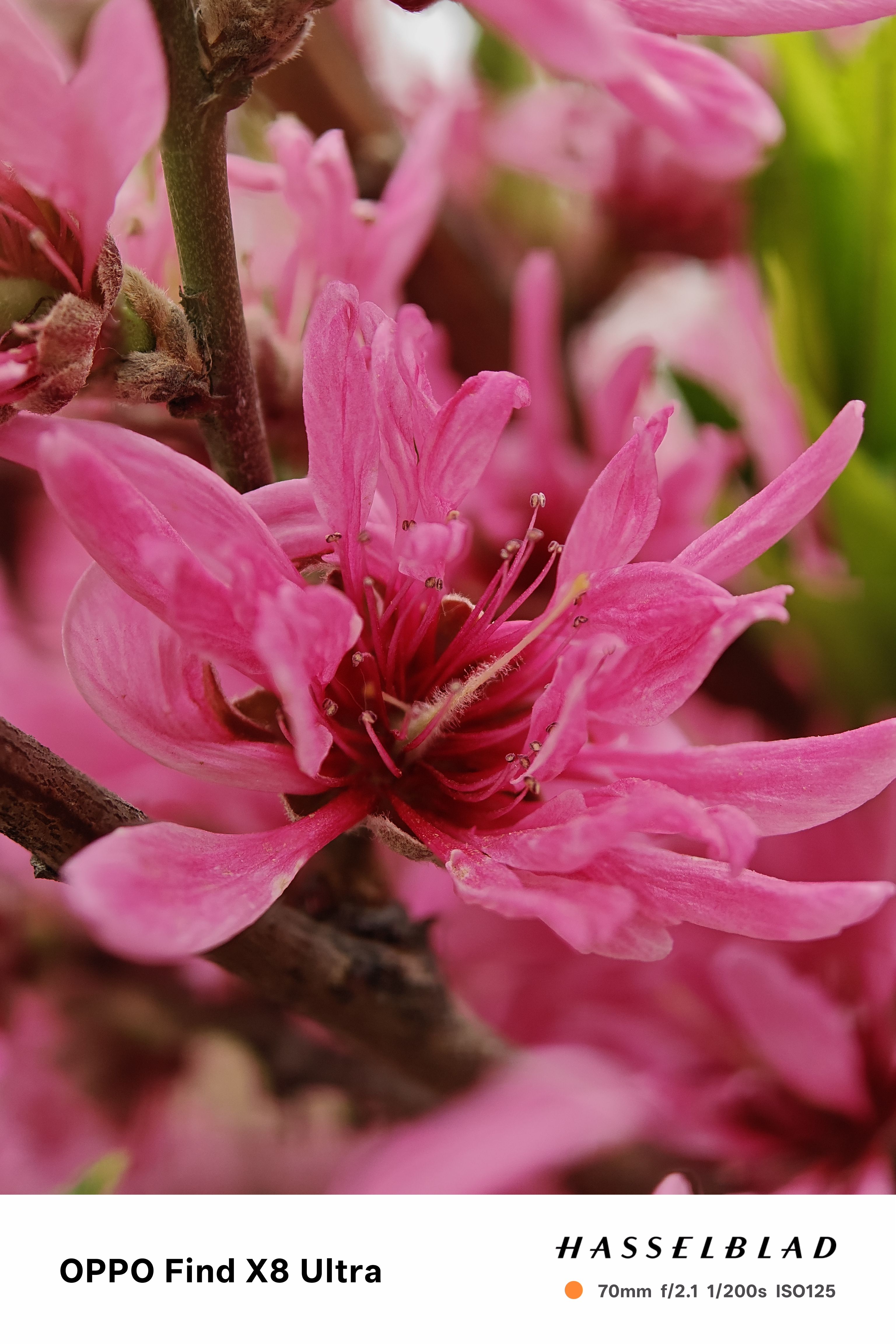 A close up macro of a pink flower