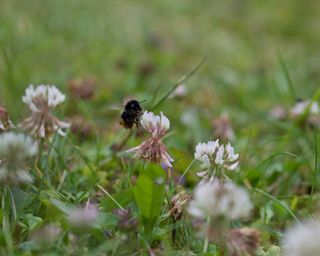 bee on white clover lawn