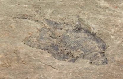 A young-Earth creationist discovered 60-million-year-old fish fossils