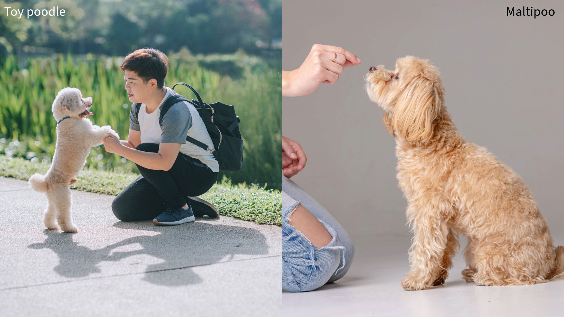 Collage of a toy poodle jumping up on owner kneeling down and a matlipoo being fed a treat by someone kneeling down