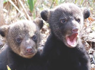 Louisiana black bear cubs