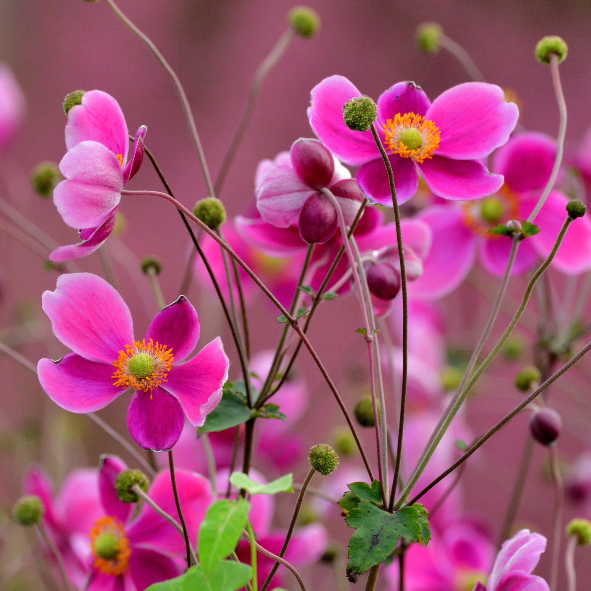 The Japanese Anemone (Aka One of the Longest-Blooming Perennial in the Garden)