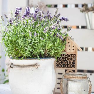 flowering lavander in a ceramic pot, wooden insect hotel and glas lampion