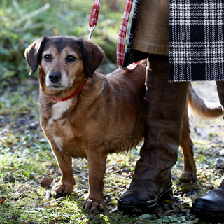 brown dog with red neckbelt and man wearing overcoat