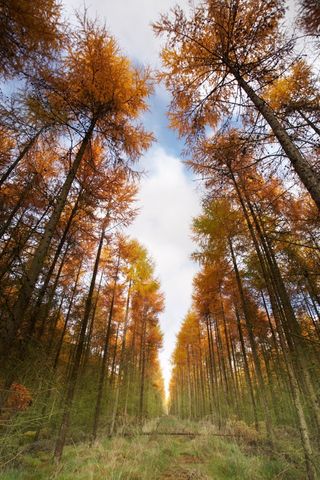 An avenue of tall pine trees in the Forest of Dean, Gloucestershire