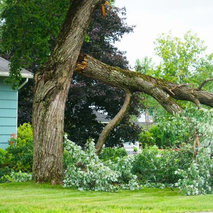 tree fallen in yard 