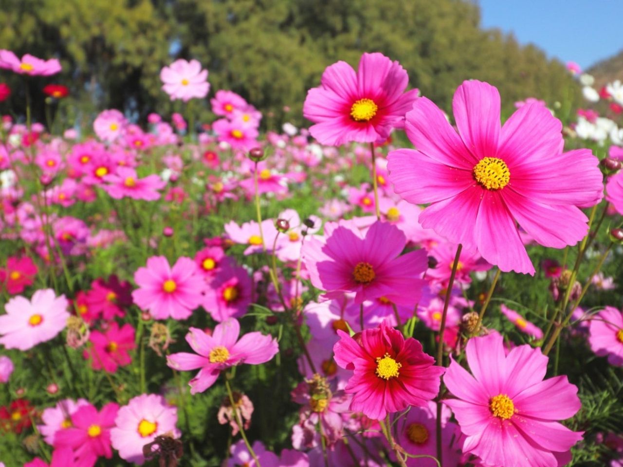 Pink Cosmos Flowers