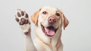 Dog communicating with a raised paw