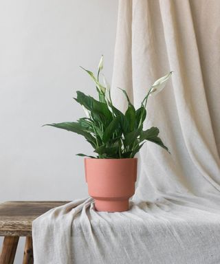 peace lily plant in terracotta pot on wooden table with draped fabric