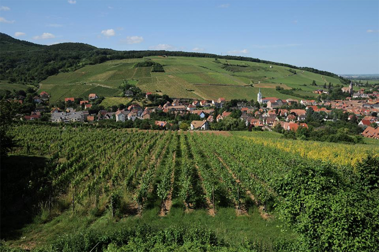 Alsace Grand Cru Pinot Noir