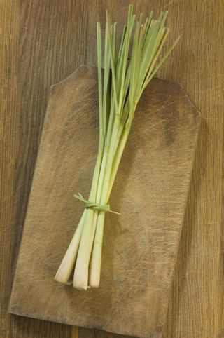 how to grow lemongrass GettyImages-535650695