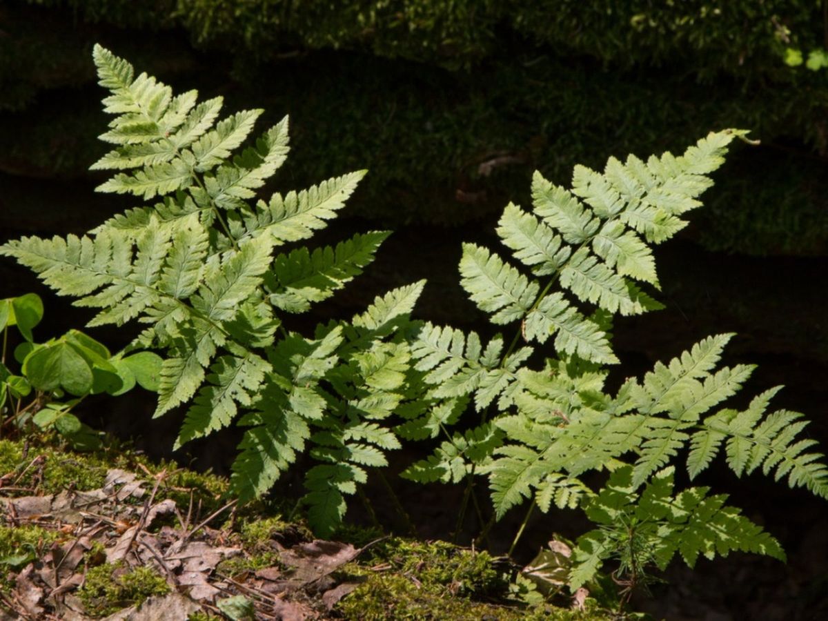 What Are Oak Ferns Tips On Caring For Oak Ferns In Gardens