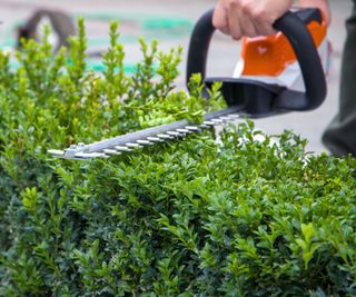 A hedge trimmer levelling a hedge