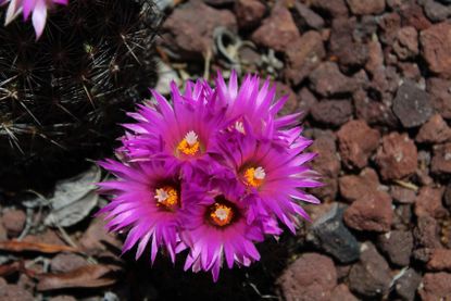 Pink Flowered Cactus