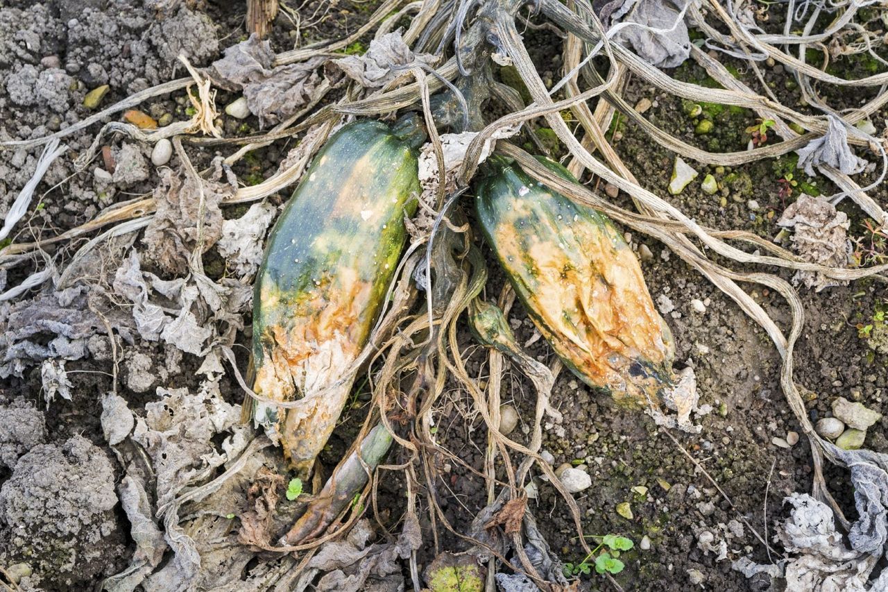 Rotting Zucchini Plant