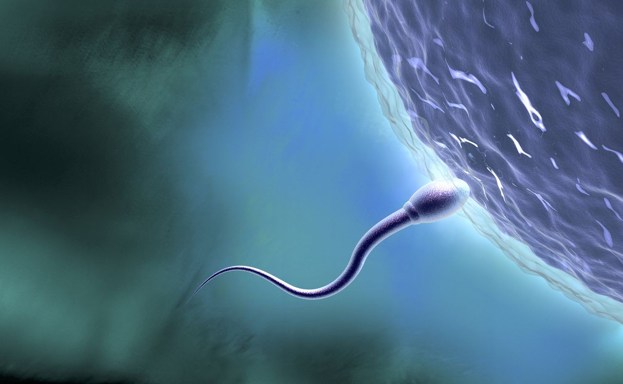 fertility study