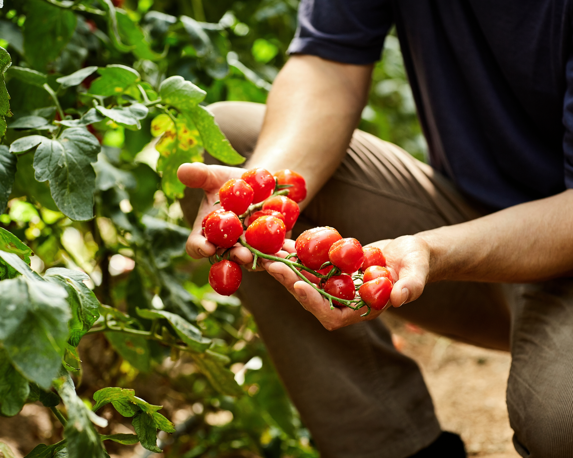 fresh cherry tomatoes being picked in a greenhouse.