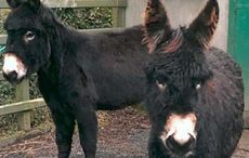Tinsel-and-Jingles-pic.jpg